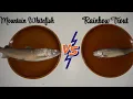 Trout vs Mountain Whitefish catch and cook Which tastes better