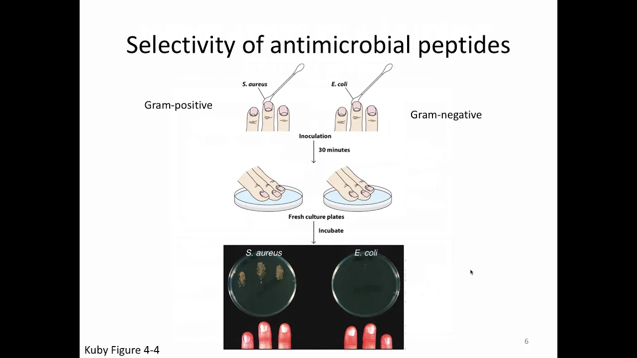 Immunology Lecture 3: Antimicrobial Peptides and Complement