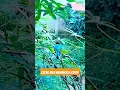 Download Lagu Burung cucak biru wajib punya ,,untuk Aviary
