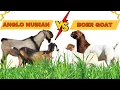 Don t Choose Between Boer Goat and Anglo Nubian Until You Watch This