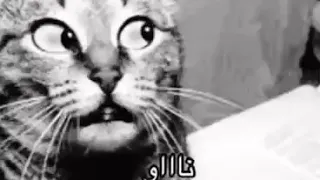القطه المشمشه الحزينه 