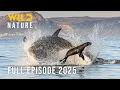 Download Lagu OCEAN PREDATORS | Botsing van de meest angstaanjagende reuzen | Dierendocumentaire