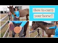 How to Use a Curry Comb