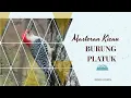 Download Lagu Suara Kicau Burung PELATUK WOODPACKER Durasi Panjang