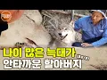 [특종세상] 사람 나이로 100살 넘은 늑대! 늙은 늑대가 안타까운 할아버지 MBN 180615 방송 (#2/2)
