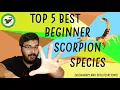 Download Lagu Top 5 Scorpions for Beginners !!! Husbandry and Info included.