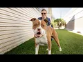 Hefty fines for illegal breeders mandatory microchips proposed to curb Las Vegas Valley animal w