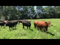 The Cattle Range Listing - 201