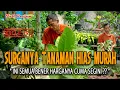 Download Lagu Surganya Tanaman Hias Murah Di Bogor,Memberi Nuansa Hijau Yang Menyejukkan Di Rumah