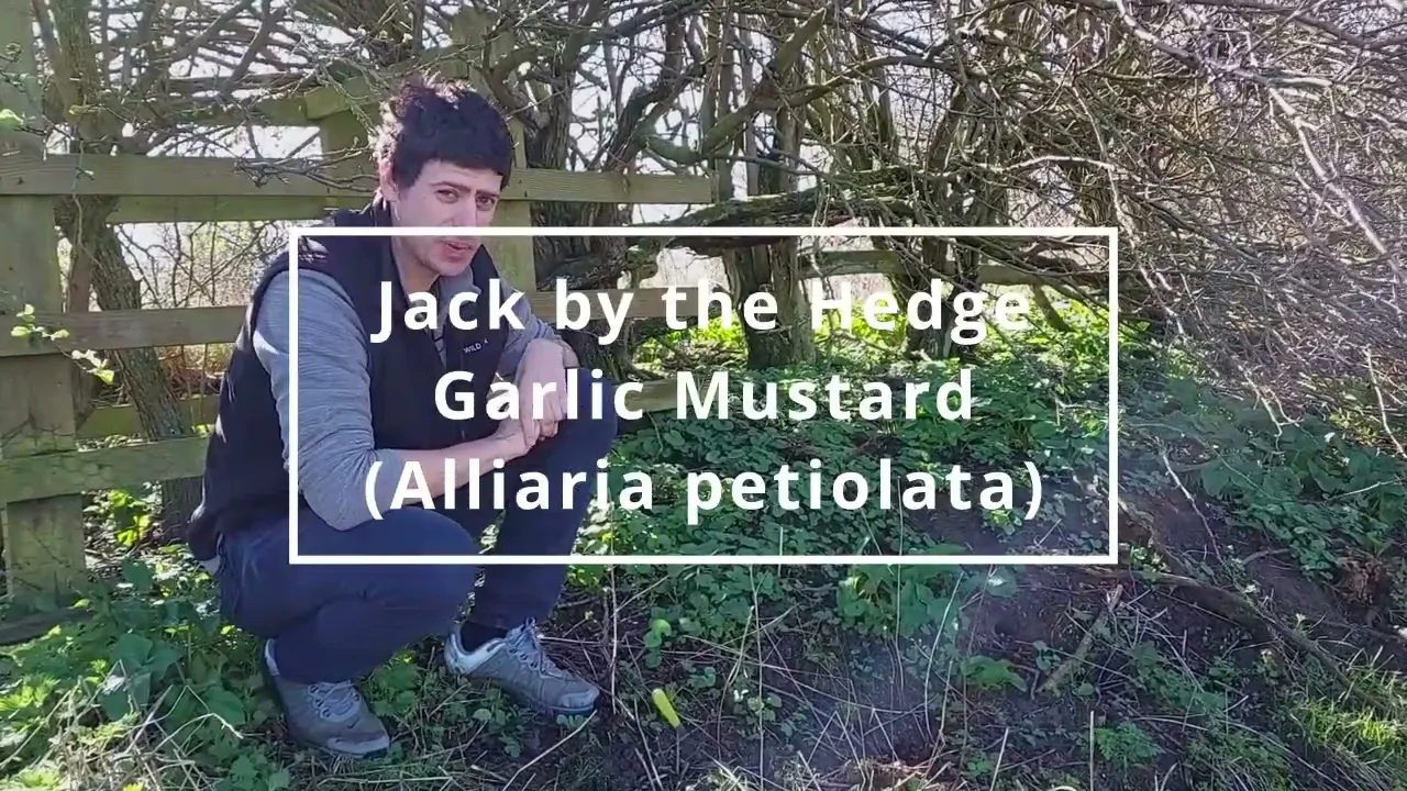 Foraging UK - Jack by the hedge   Garlic mustard (Alliaria Petiolata)