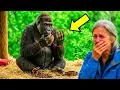 Lagu Gorilla Chained For 35 Years... What He Did When Freed Left Everyone In Tears!