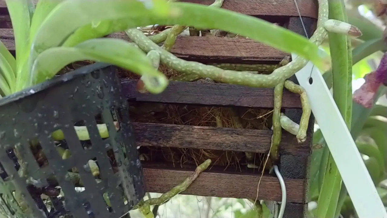 QUARTER TERETE VANDAS NOW PAPILIOVANDA, VANDA UPDATE AT DENSIES ORCHIDS