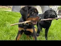 Rottweiler puppy vs Black Lab puppy