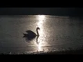 Download Lagu London, Wanstead Park in Winter | Stunning Reflective Pond Waters, and Swans