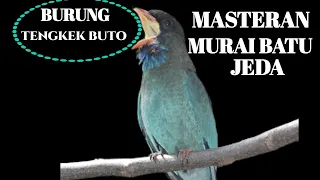 Download MASTERAN MURAI BATU JEDA // BURUNG TENGKEK BUTO MP3