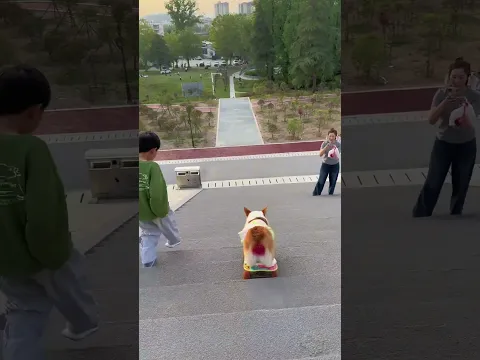 #skateboardingdog #corgi #cutedog