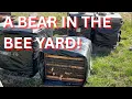 Download Lagu A bear in the bee yard!