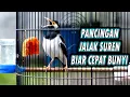 Download Lagu JALAK SUREN GACOR  langsung BIKIN JALAK SUREN LAIN IKUT GACOR BONGKAR ISIAN #jalaksuren