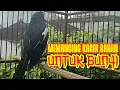 Download Lagu NGEPLONG SANTAI memancing kacer bahan untuk bunyi, cocok untuk psncingan malam hari, ampuh nyaut!