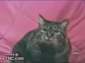 PTSD Cat