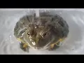 легушька фонк