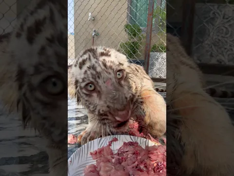 Series 187: Baby White Tiger Protecting His Food 🐆😳