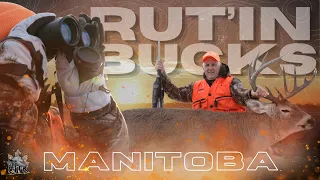 Rutting Bucks in Manitoba Canada | EPIC Whitetail Encounters | Canada in the Rough