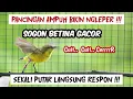 Download Lagu SOGON BETINA PIKAT GACOR MEMANGGIL JANTAN AMPUH UNTUK PANCINGAN SOGON AGAR BUNYI DAN NAIK BIRAHI