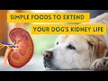 7 foods to slow kidney disease in dogs - essential kidney super boost foods