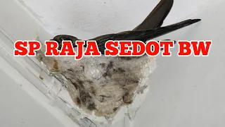 suara panggil burung walet terbaru arif budiman