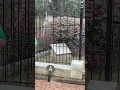 The Story of Little Gracie Watson Bonaventure Cemetery Savannah