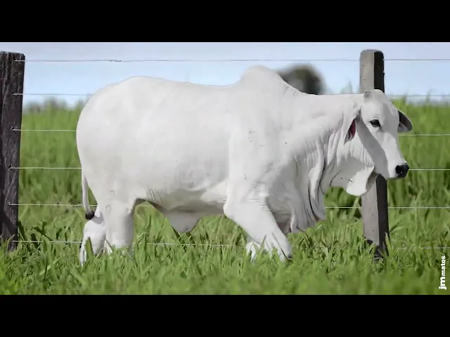 Novilha Nelore MMAR - 4350