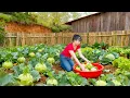 Download Lagu 1000+ Giant Harvest Kohlrabi \u0026 Soybeans - Grow Vegetables