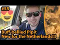 Download Lagu Eerste Pacifische Waterpieper in Nederland!