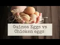 Guinea Eggs vs Chicken Eggs Can you eat Guinea Eggs Are Guinea Eggs better for making cakes