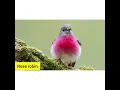 Download Lagu Burung Rose Robin