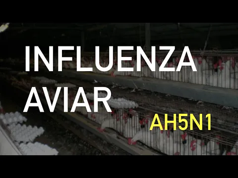 Download MP3 INFLUENZA AVIAR (AH5N1) Y POTENCIAL PANDÉMICO