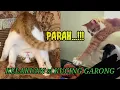 Download Lagu 🔻PARAH NIH KELAKUAN SI KUCING GARONG