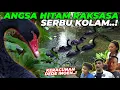 Download Lagu KERACUNAN DEDE INOEN..! MASUKIN ANGSA HITAM RAKSASA KE KOLAM..!
