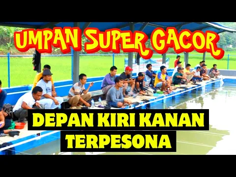 Download MP3 Resep Umpan Lomba Harian Paling Sakti Untuk Mancing Ikan Mas