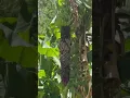 188 Ulua Road Kaunakakai FOR SALE Island of Molokai