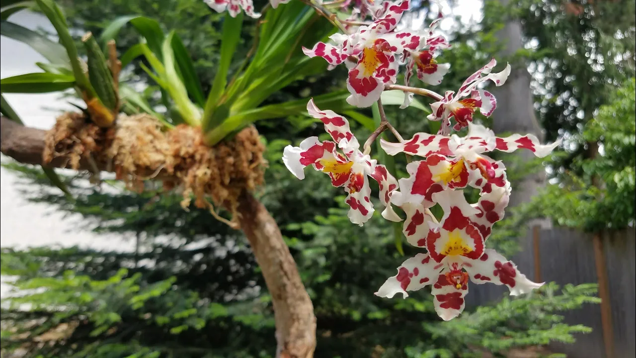 MIS ORQUÍDEAS EN TRONCO