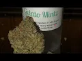 Gelato Mintz Strain Review