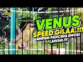 Download Lagu Kecial Kuning ( VENUS ) SPEED GILA‼️Ampuh Pancing EMOSI LAWAN‼️| PEPADU KECIAL