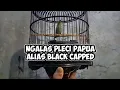 Pleci Papua Gacor-Gak Ada Yang Punya Pleci Papua Seperti ini // NGALAS PLECI BLACK CAPPED