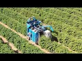 Download Lagu Coffee harvesting in Cerrado, Brazil