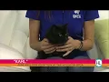 Houston SPCA s Pet of the Week Karl