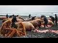Download Lagu INSANE Walrus Hunting \u0026 Butchering in the Arctic - Trawlers Drag Mountains of Fish from Oceans!