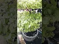 Download Lagu BONSAI ANTING PUTRI VARIGATA ( Variegated wrigtia religiosa ) #bonsai #bonsaitree #bonsaiantingputri