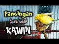 Download Lagu Pancingan Suara Kenari Kawin